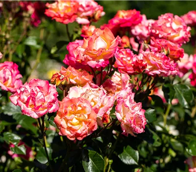 Rosa 'Freisinger Morgenröte' Rosa 'Freisinger Morgenröte'