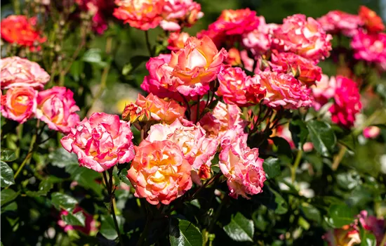 Rosa 'Freisinger Morgenröte' Rosa 'Freisinger Morgenröte'