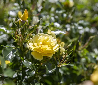 Rosa 'Postillion'® Rosa 'Postillion'®