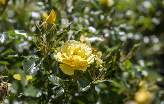 Rosa 'Postillion'® Rosa 'Postillion'®