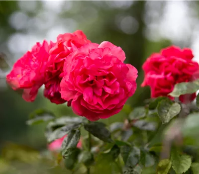 Rosa 'Rosarium Uetersen' Rosa 'Rosarium Uetersen'