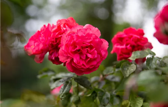 Rosa 'Rosarium Uetersen' Rosa 'Rosarium Uetersen'