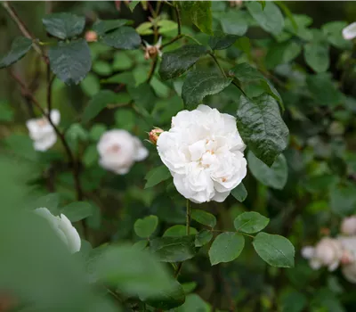Rosa 'Alaska'® Rosa 'Alaska'®