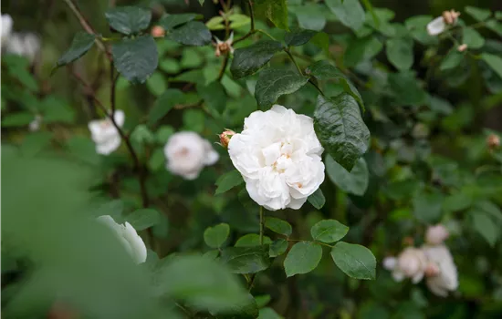 Rosa 'Alaska'® Rosa 'Alaska'®