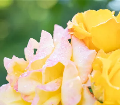 Rosa 'Moonlight'® Rosa 'Moonlight'®