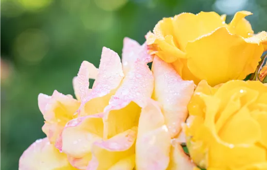 Rosa 'Moonlight'® Rosa 'Moonlight'®