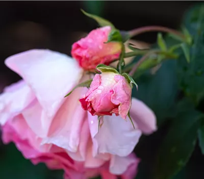 Rosa 'Rosanna'® Rosa 'Rosanna'®