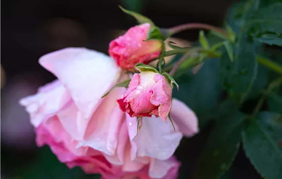 Rosa 'Rosanna'® Rosa 'Rosanna'®