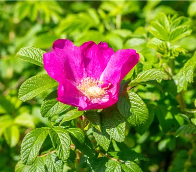 Rosa nitida