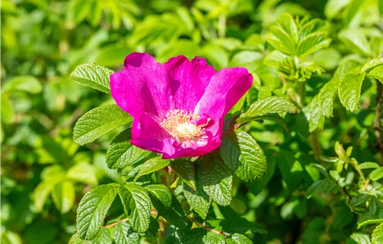 Rosa nitida Rosa nitida