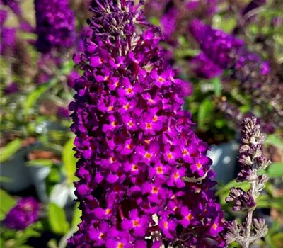 Buddleja davidii 'Magenta Munchkin' ® Buddleja davidii 'Magenta Munchkin' ®