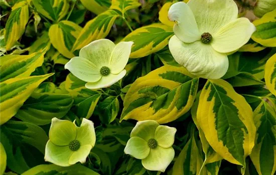 Cornus kousa 'Celestial Shadow' Cornus kousa 'Celestial Shadow'