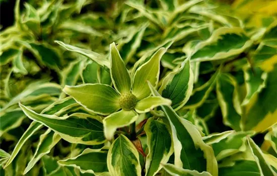 Cornus kousa var. chinensis 'Samaritan' Cornus kousa var. chinensis 'Samaritan'