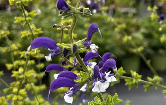 Salvia pratensis 'Madeline' ® Salvia pratensis 'Madeline' ®