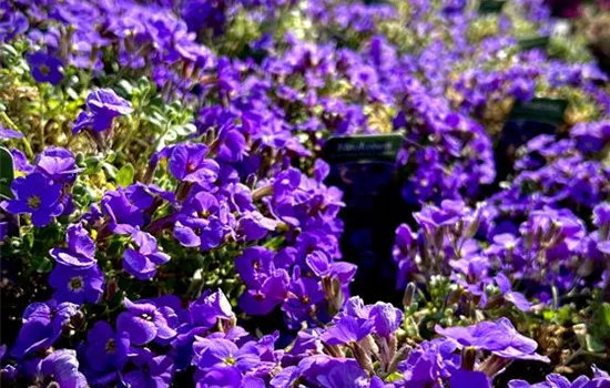 Aubrieta x cult. 'Axcent® Light Blue' Aubrieta x cult. 'Axcent® Light Blue'