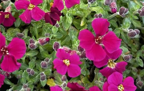 Aubrieta x cult. 'Axcent Burgundy' Aubrieta x cult. 'Axcent Burgundy'