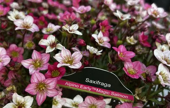 Saxifraga x arendsii 'Alpino™ Early Magic Salmon' Saxifraga x arendsii 'Alpino™ Early Magic Salmon'