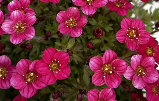 Saxifraga x arendsii 'Alpino Early™ Rose' Saxifraga x arendsii 'Alpino Early™ Rose'