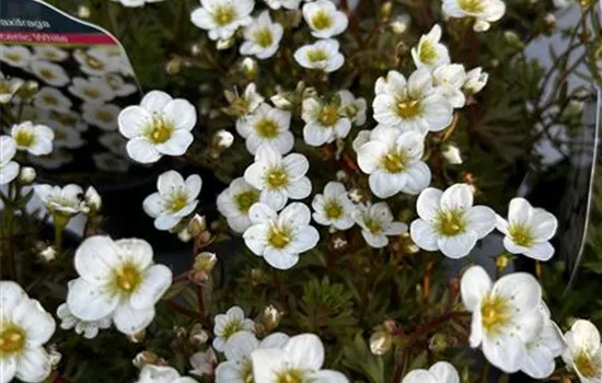 Saxifraga x arendsii 'Scenic White' Saxifraga x arendsii 'Scenic White'