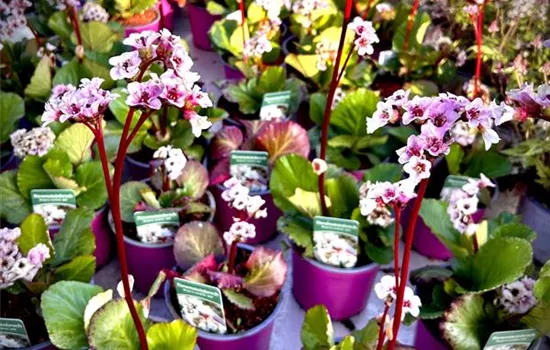 Bergenia cordifolia 'Jelle' Bergenia cordifolia 'Jelle'