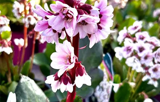 Bergenia cordifolia 'Dragonfly Angel Kiss' Bergenia cordifolia 'Dragonfly Angel Kiss'