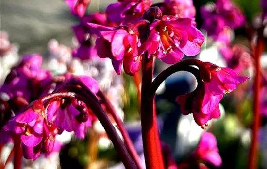 Bergenia cordifolia 'Eroica'  Bergenia cordifolia 'Eroica'