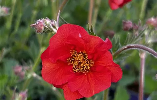 Geum chiloense 'Tempest Scarlet'