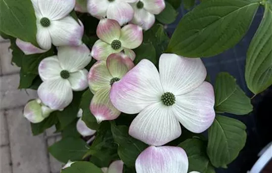 Cornus kousa 'Stellar Pink'® Cornus kousa 'Stellar Pink'®