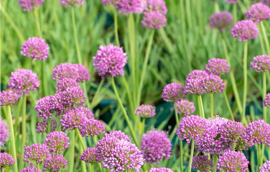 Allium cernuum 'Little Sapphire' Allium cernuum 'Little Sapphire'