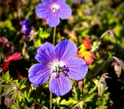 Geranium pratense 'Johnsons Blue'