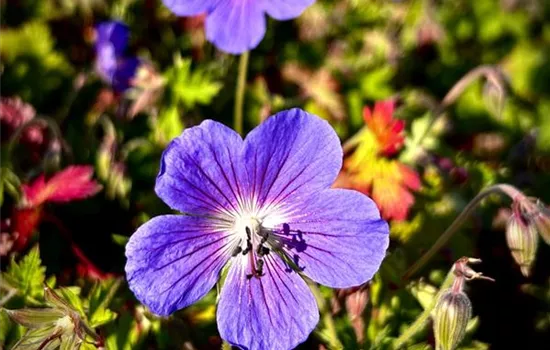 Geranium pratense 'Johnsons Blue' Geranium pratense 'Johnsons Blue'