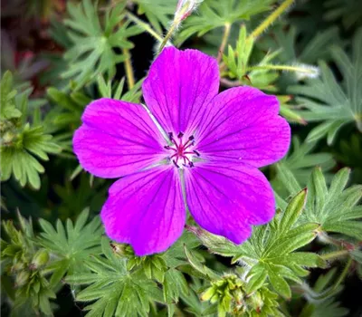 Geranium sanguineum 'Tiny Monster' 