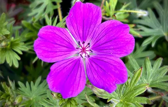 Geranium sanguineum 'Tiny Monster'  Geranium sanguineum 'Tiny Monster'
