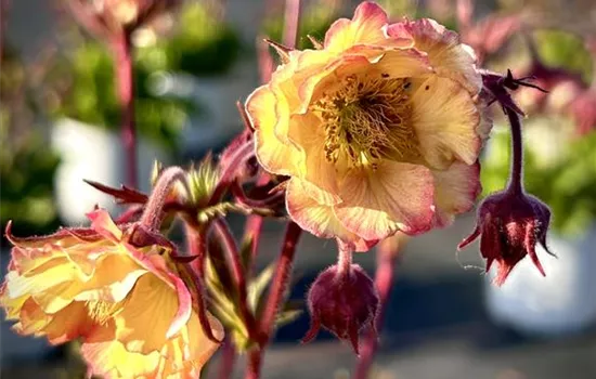 Geum chiloense 'Pretticoats Peach'