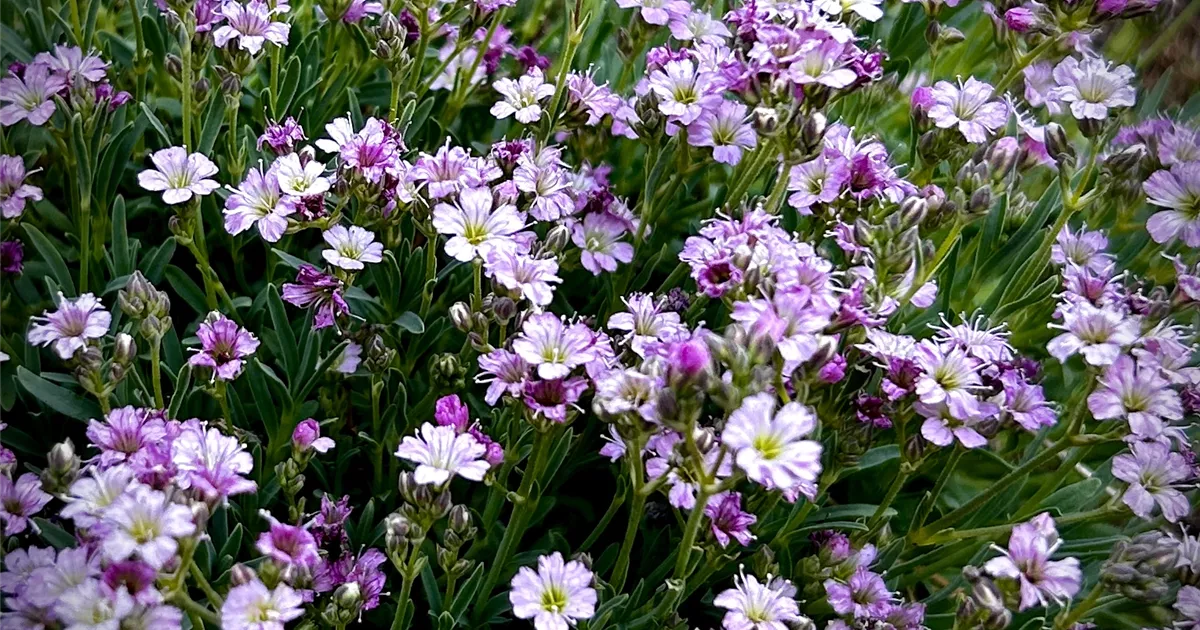 Gypsophila repens 'Knuddel'