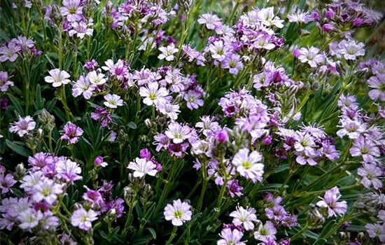 Gypsophila repens 'Knuddel' Gypsophila repens 'Knuddel'