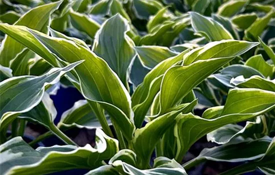 Hosta plantaginea 'So Sweet'  Hosta plantaginea 'So Sweet'