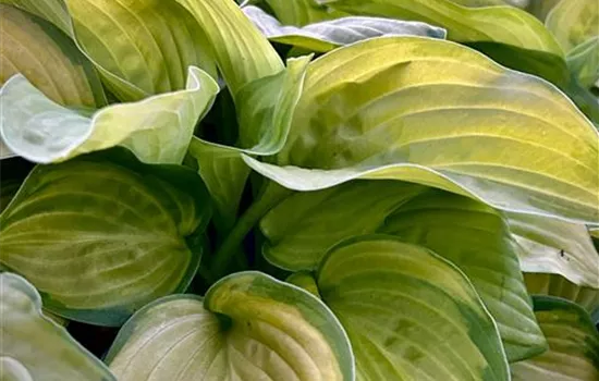 Hosta plantaginea 'Stained Glass'  Hosta plantaginea 'Stained Glass'