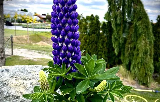 Lupinus polyphyllus 'Persian Slipper' 