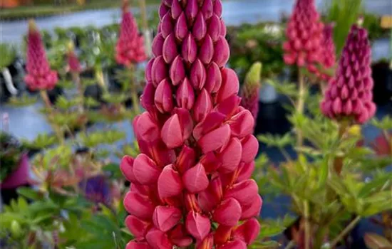 Lupinus polyphyllus 'Towering Inferno' ®