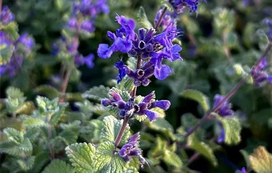 Nepeta racemosa 'Little Titch' Nepeta racemosa 'Little Titch'