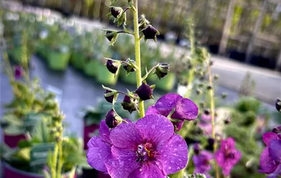 Verbascum x hybridum 'Sugar Plum'