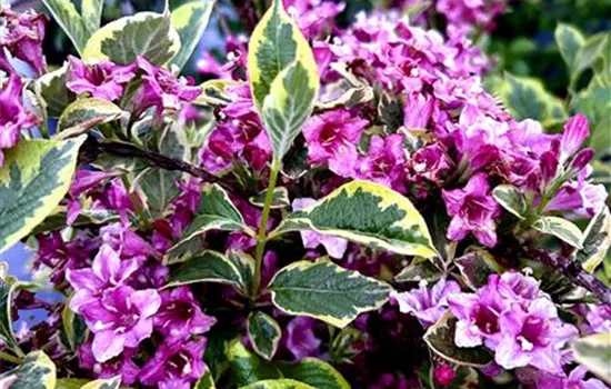 Weigela florida 'Nana Variegata' Weigela florida 'Nana Variegata'