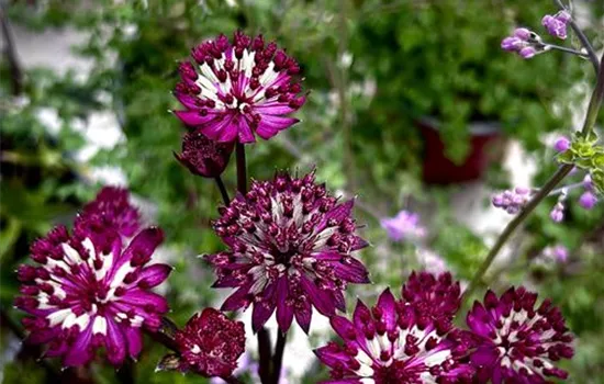 Astrantia major 'Claret' Astrantia major 'Claret'