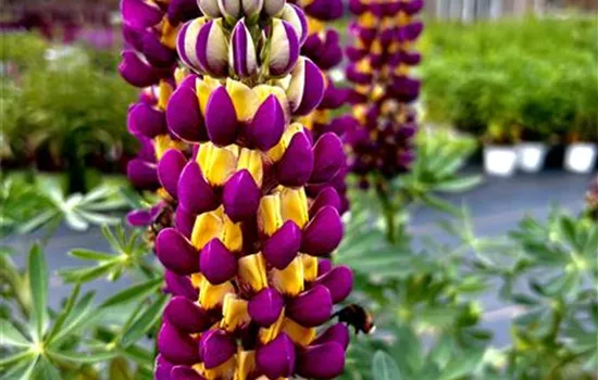 Lupinus polyphyllus 'Manhattan Lights' ®