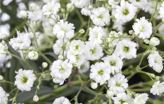 Gypsophila paniculata 'Festival White Flare' Gypsophila paniculata 'Festival White Flare'