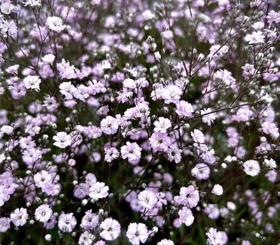 Gypsophila hybride 'Rosenschleier'