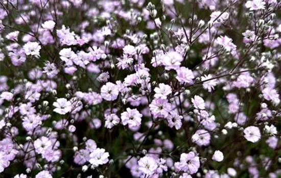 Gypsophila hybride 'Rosenschleier' Gypsophila hybride 'Rosenschleier'