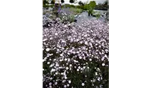 Gypsophila hybride 'Rosenschleier'