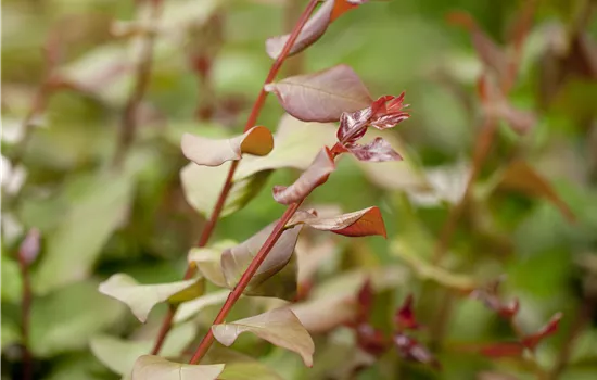 Lagerstroemia indica 'Enduring Summer Red' Lagerstroemia indica 'Enduring Summer Red'